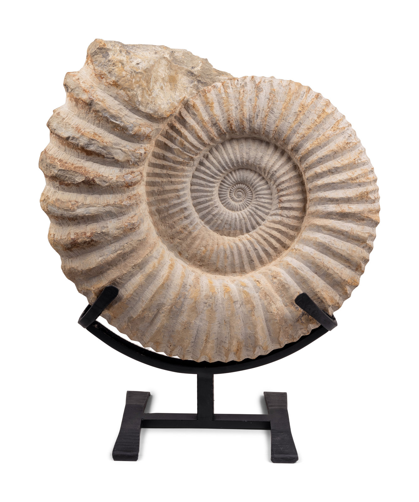 A Large Mounted Nautilus Fossil Specimen