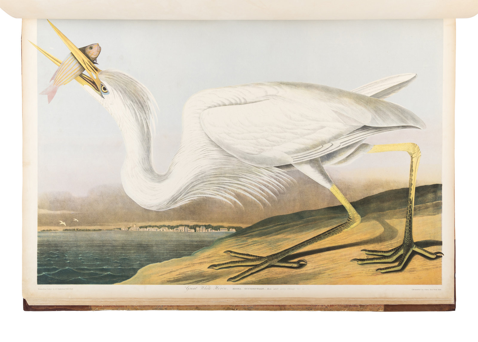 A Rare Copy of Audubon's 'Birds of America' Heads to Auction to